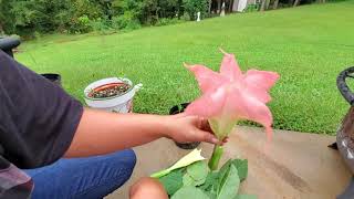 Simple way to propagate more Angels trumpet [upl. by Lednyc415]