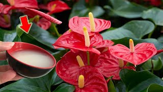 Just 1 Cup Weak Anthurium Suddenly Buds And Blooms More Than Ever [upl. by Noiram]