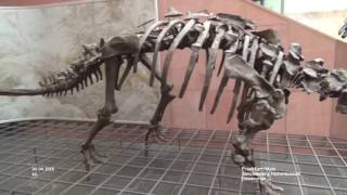 Dinosaurier  Senckenberg Naturmuseum  Frankfurt [upl. by Giffie]