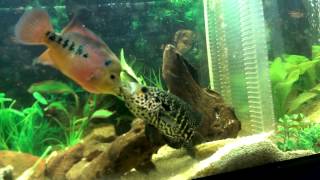 Jaguar Cichlid Vs Flowerhorn [upl. by Monia]