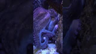 Are Octopuses Smarter Than We Think Watch Their Skills [upl. by Gemmell]