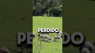 Parábola de la Oveja Perdida [upl. by Karlotta]