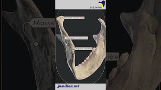 Anatomy of Lower Jaw Mandible dentist AnatomylowerJawMandibleDental [upl. by Dudley]