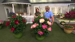 Cottage Farms Iconic Jumbo Hardy Hibiscus Duo on QVC [upl. by Eilasor297]