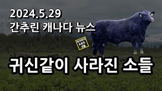 간추린 캐나다뉴스24529 [upl. by Nuavahs160]