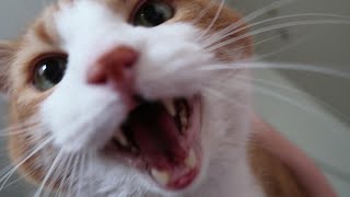 Cat Meowing Compilation [upl. by Atsok]