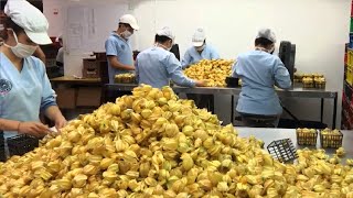 Golden Berry Harvesting Picking and Packing  Amazing Agriculture Golden Berry Farming Technique [upl. by Casey106]