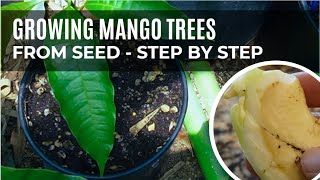 StepbyStep Guide to Grow a Mango Tree from Seed [upl. by Oiramad]