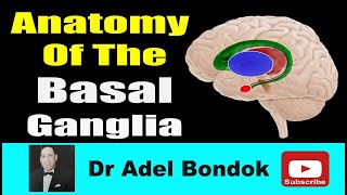 Anatomy of the Basal Ganglia Dr Adel Bondok [upl. by Akienahs]