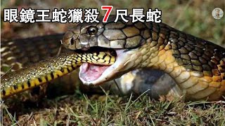 眼鏡王蛇 獵殺並吃掉7尺長蛇 被入侵眼鏡蛇攻擊打敗 結局如何？動物世界king cobra [upl. by Nyrhtakyram]