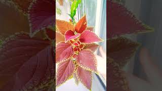 Coleus plant beautifulnature gardening naturegarden ytshort [upl. by Kolosick]