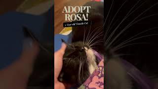 Rosa  Sweet 3 Yr Old Tuxedo Cat [upl. by Assyli]