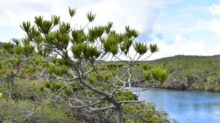 New Caledonia Botany amp EaudeToilette Ultramafic Special [upl. by Jephthah]