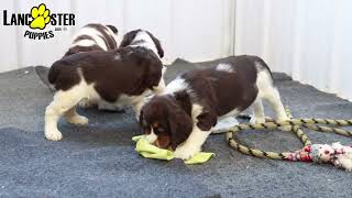 Gorgeous English Springer Spaniel Puppies [upl. by Wynne]