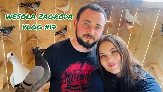 WPUSZCZAMY GOŁĘBIE DO NOWEGO GOŁĘBNIKA 🕊️🪶🪺 Wesoła Zagroda vlog17 [upl. by Fabrienne295]