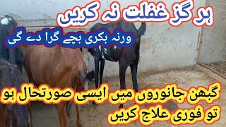 470 Symptoms of Abortion in GoatsGhaban Bakri k masael or Hal [upl. by Nilrev575]