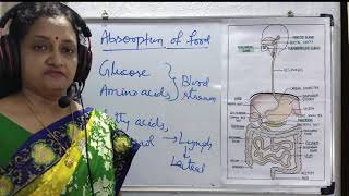 Absorption Assimilation and Egestion  A Complete process of digestive system Absorption [upl. by Machos550]