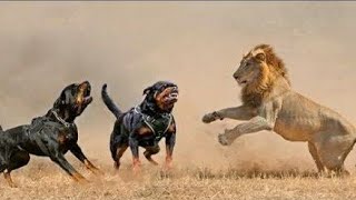 Dog Chasing Lion  Dogs Barking At Lion  Lion shocks Dog Rocks  Dog vs Lion Fight Dogs vs Lion [upl. by Tisbe]