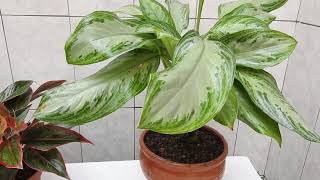 Como cuidar una Aglaonema [upl. by Eladnor]