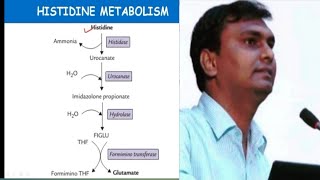 Histidine metabolism and related disorders  Hisidinemia  Biochemistry [upl. by Ahseram]