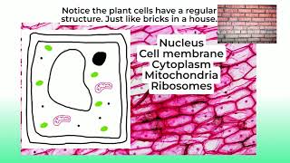 Plant and animal cells KS3 ISEB  13 Biology lesson 2 [upl. by Eirbua]