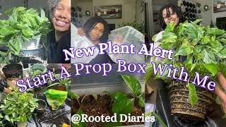 New Plant  Starting a Propagation Box 🌿🪴plants shortsfeed gardenplants [upl. by Nevarc]