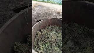 How Mentha Oil is Produced [upl. by Bradeord]