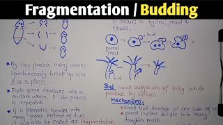 Fragmentation  Budding  Class 10 Biology [upl. by Ayahsal]