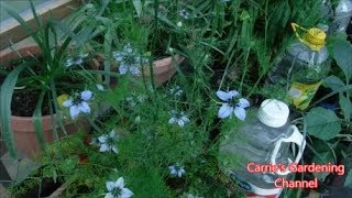 how to start Nigella from seed how to grow nigella from seed what do nigella seedlings look like [upl. by Rodmun855]