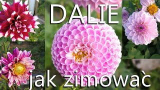 Jak zimować DALIE wykopujemy dalie Uprawa dalii Zimowanie dalii Porady ogrodnicze Kwiaty [upl. by Bluefarb]