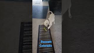 👍🏽 trending shorts dog viralvideo funny diywithdez Desireeshawnte newcreator newchannel [upl. by Ciri]