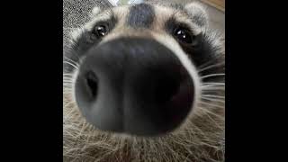 TrashPanda4Eva is live [upl. by Hcra]