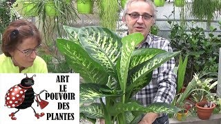 Comment rempoter vos plantes [upl. by Gretchen]