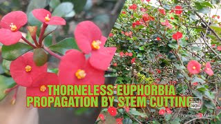 THORNLESS EUPHORBIA PROPAGATION [upl. by Brunhilde]