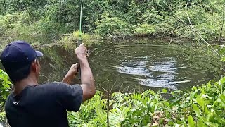 MANCING DI RAWA TENGAH HUTAN BENARBENAR PESTA SAMBARAN GABUS MONSTER MAS BROO [upl. by Boser62]