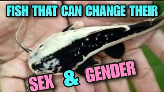 Are Fish Woke How Many Genders Do Fish Have Sex amp Gender In Aquarium Fish Biology amp Behavior [upl. by Kubiak]