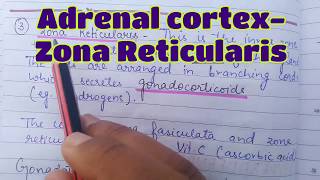 Zona Reticularis  Adrenal cortex  Gonadocorticoids  Androgens  Adrenal Virilism  Adrenal Glands [upl. by Nelleus]