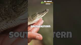 Alligators facts wildlifediversity musicmashup [upl. by Eniroc]