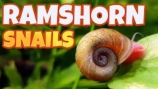 Ramshorn Snails  Breed them or kill them [upl. by Assel]