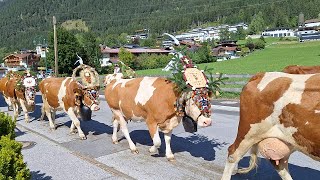 Almabtrieb in Maurach am Achensee Tirol [upl. by Shanan]