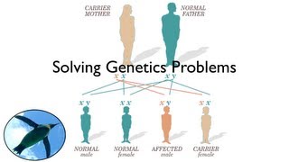 Solving Genetics Problems [upl. by Samford]