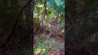 Finding huge Golden Silk Orb Weavers in the forest of Charleston SC [upl. by Xxam]