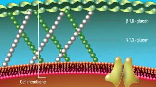 Overview of the Fungal Cell Structure [upl. by Stutsman828]