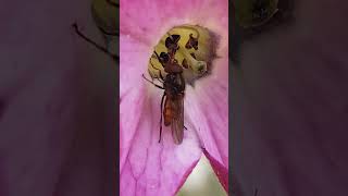 Hoverfly Rhingia campestris feeding from Tobacco 22092024 Northern Ireland [upl. by Burtie]