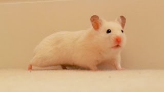 Free Roaming Hamster running super fast [upl. by Mohkos]