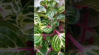 JUBAS BUSH lenlineofwvlog0601 [upl. by Cazzie192]