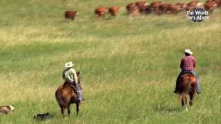 Cowboys of Nebraska  Cattle Drive at Bowring Ranch from Above HD [upl. by Homovec99]