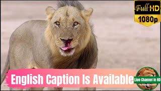 African Lion Diary 2021 Rise of The Mwamba Pride in Luangwa Valley  Nature Lion Documentary HD [upl. by Pero]