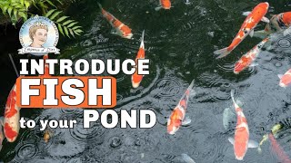 How to Add Fish to a Backyard Garden Pond [upl. by Sinnod]