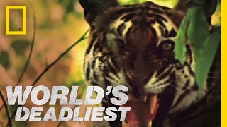 Tiger vs Monkeys  Worlds Deadliest [upl. by Medwin158]